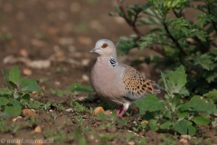 10 Turteltaube - Streptopelia turtur